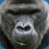 Gorilla's face at Bristol Zoo